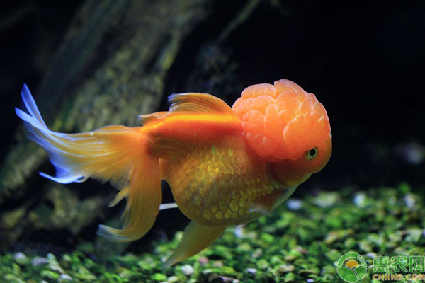 冷水觀賞魚