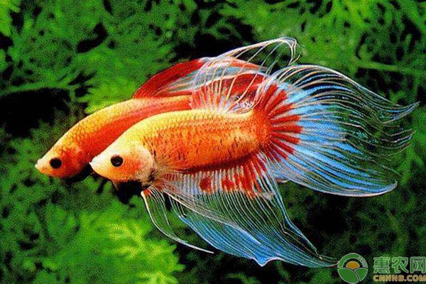 冷水觀賞魚品種 