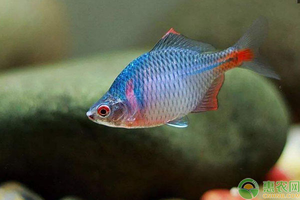 冷水觀賞魚種類