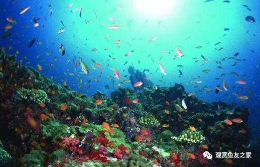 觀賞好看養魚好不好_觀賞好看養魚好嗎_好看又好養的觀賞魚
