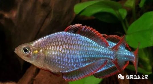 觀賞好看養魚好嗎_觀賞好看養魚好不好_好看又好養的觀賞魚