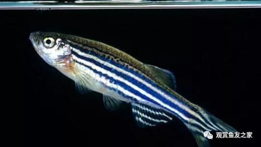 好看又好養的觀賞魚_觀賞好看養魚好不好_觀賞好看養魚好嗎