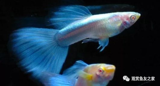好看又好養的觀賞魚_觀賞好看養魚好嗎_觀賞好看養魚好不好