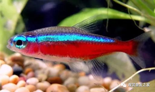 觀賞好看養魚好嗎_好看又好養的觀賞魚_觀賞好看養魚好不好
