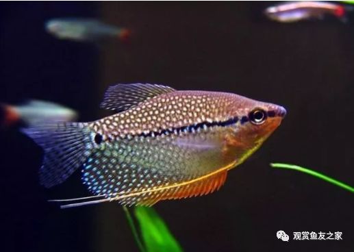好看又好養的觀賞魚_觀賞好看養魚好嗎_觀賞好看養魚好不好