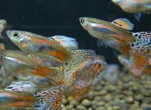 中國本土淡水觀賞魚_中國本土觀賞魚_本土觀賞魚中國有幾種