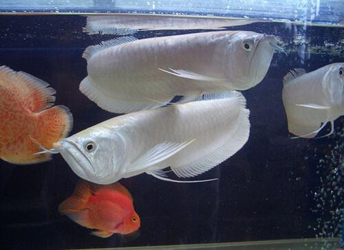 本土觀賞魚中國有幾種_中國本土淡水觀賞魚_中國本土觀賞魚