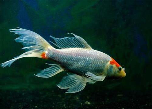本土觀賞魚中國有幾種_中國本土淡水觀賞魚_中國本土觀賞魚
