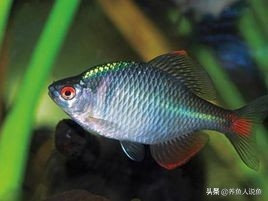本土觀賞魚中國有哪些_中國本土觀賞魚_本土觀賞魚中國有多少只
