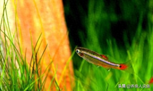 本土觀賞魚中國有多少只_本土觀賞魚中國有哪些_中國本土觀賞魚