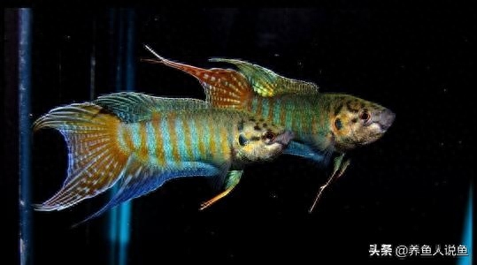 中國本土觀賞魚_本土觀賞魚中國有哪些_本土觀賞魚中國有多少只