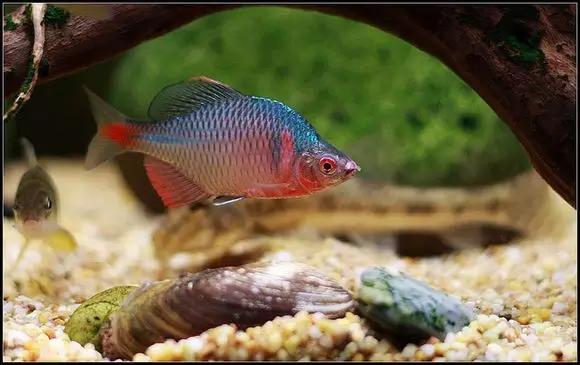 絢麗多彩的美麗本土小魚：中國原生魚簡介和發(fā)展探討
