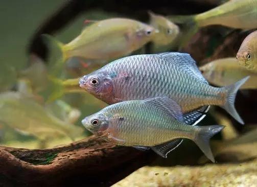 絢麗多彩的美麗本土小魚：中國原生魚簡介和發(fā)展探討