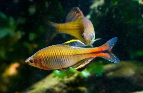 絢麗多彩的美麗本土小魚：中國原生魚簡介和發(fā)展探討