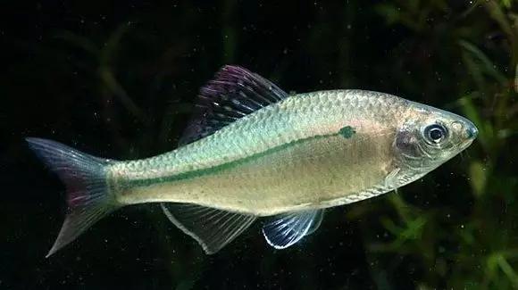 絢麗多彩的美麗本土小魚：中國原生魚簡介和發(fā)展探討