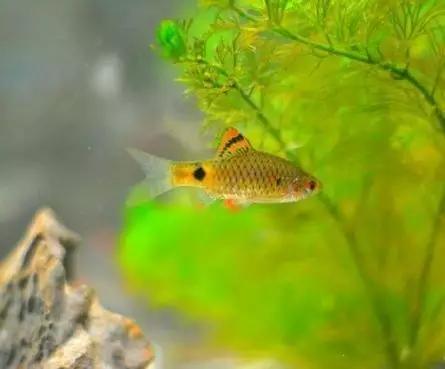 絢麗多彩的美麗本土小魚：中國原生魚簡介和發(fā)展探討