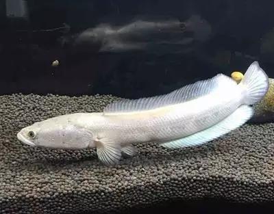 絢麗多彩的美麗本土小魚：中國原生魚簡介和發(fā)展探討