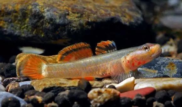 絢麗多彩的美麗本土小魚：中國原生魚簡介和發(fā)展探討