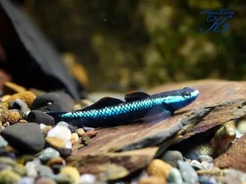 絢麗多彩的美麗本土小魚：中國原生魚簡介和發(fā)展探討
