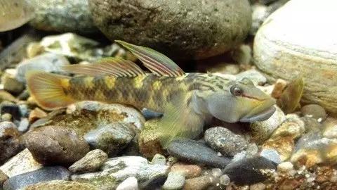 絢麗多彩的美麗本土小魚：中國原生魚簡介和發(fā)展探討