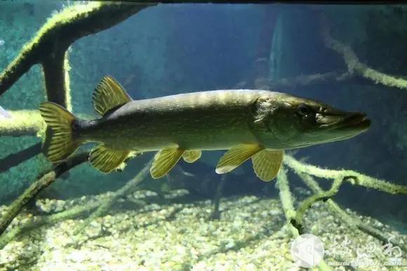 絢麗多彩的美麗本土小魚：中國原生魚簡介和發(fā)展探討