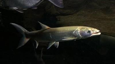 絢麗多彩的美麗本土小魚：中國原生魚簡介和發(fā)展探討