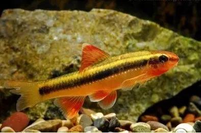 絢麗多彩的美麗本土小魚：中國原生魚簡介和發(fā)展探討