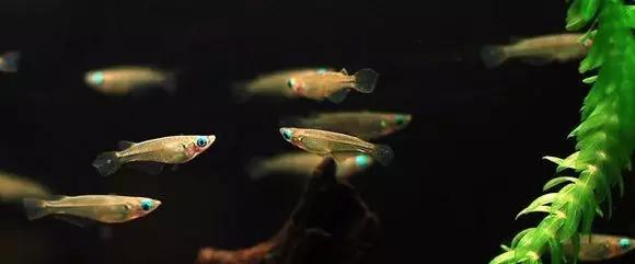 絢麗多彩的美麗本土小魚：中國原生魚簡介和發(fā)展探討