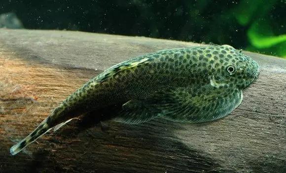 絢麗多彩的美麗本土小魚：中國原生魚簡介和發(fā)展探討