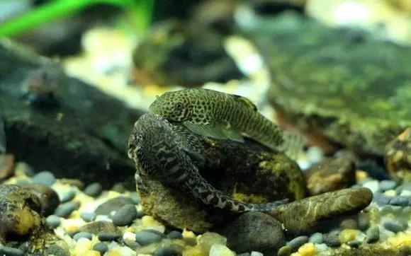 絢麗多彩的美麗本土小魚：中國原生魚簡介和發(fā)展探討