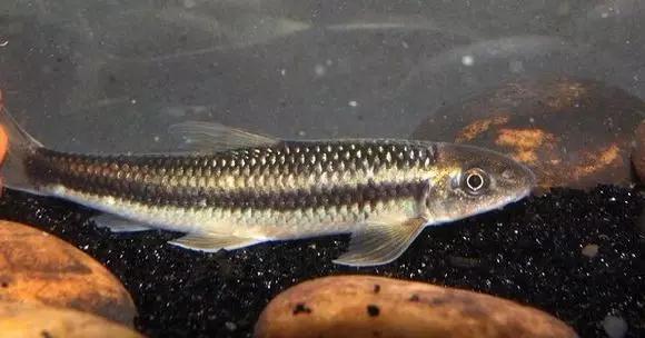 絢麗多彩的美麗本土小魚：中國原生魚簡介和發(fā)展探討