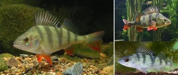 絢麗多彩的美麗本土小魚：中國原生魚簡介和發(fā)展探討
