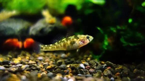 絢麗多彩的美麗本土小魚：中國原生魚簡介和發(fā)展探討