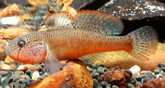 絢麗多彩的美麗本土小魚：中國原生魚簡介和發(fā)展探討