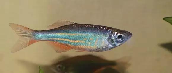 絢麗多彩的美麗本土小魚：中國原生魚簡介和發(fā)展探討
