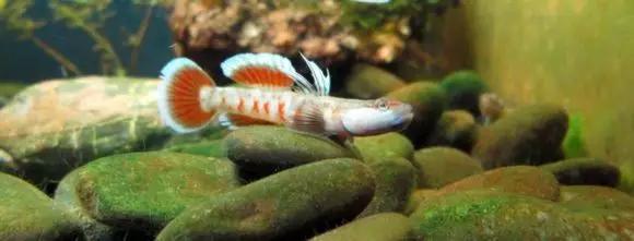 絢麗多彩的美麗本土小魚：中國原生魚簡介和發(fā)展探討