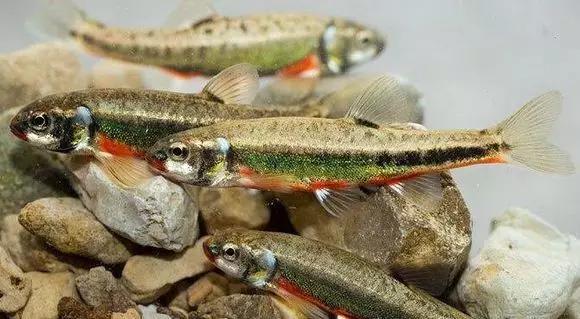 絢麗多彩的美麗本土小魚：中國原生魚簡介和發(fā)展探討