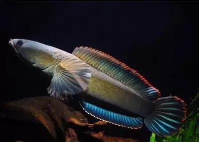 絢麗多彩的美麗本土小魚：中國原生魚簡介和發(fā)展探討