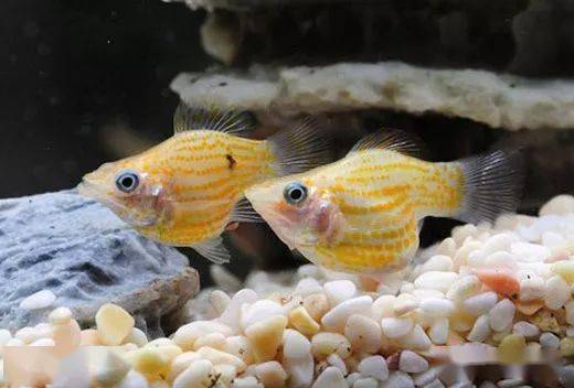 皮實(shí)好養(yǎng)的觀賞魚(yú)_養(yǎng)觀賞魚(yú)的人什么性格_觀賞養(yǎng)魚(yú)好皮實(shí)嗎