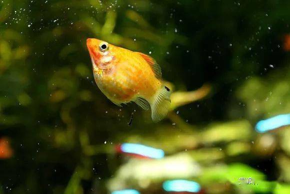 皮實(shí)好養(yǎng)的觀賞魚(yú)_養(yǎng)觀賞魚(yú)的人什么性格_觀賞養(yǎng)魚(yú)好皮實(shí)嗎