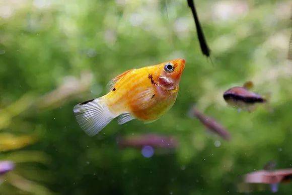 皮實(shí)好養(yǎng)的觀賞魚(yú)_養(yǎng)觀賞魚(yú)的人什么性格_觀賞養(yǎng)魚(yú)好皮實(shí)嗎