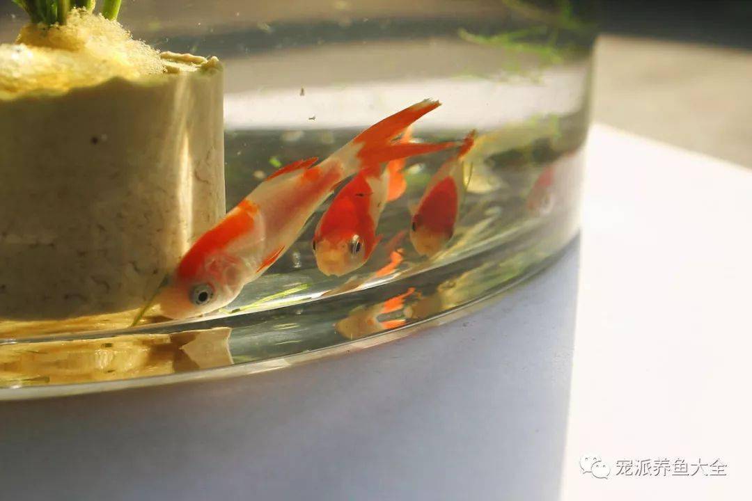 皮實(shí)好養(yǎng)的觀賞魚(yú)_觀賞養(yǎng)魚(yú)好皮實(shí)嗎_養(yǎng)觀賞魚(yú)的人什么性格