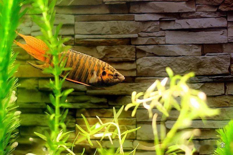 養(yǎng)觀賞魚(yú)的人什么性格_觀賞養(yǎng)魚(yú)好皮實(shí)嗎_皮實(shí)好養(yǎng)的觀賞魚(yú)