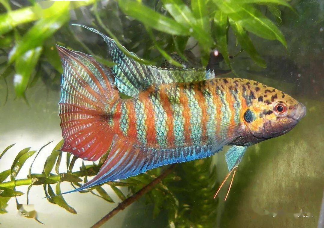 養(yǎng)觀賞魚(yú)的人什么性格_皮實(shí)好養(yǎng)的觀賞魚(yú)_觀賞養(yǎng)魚(yú)好皮實(shí)嗎