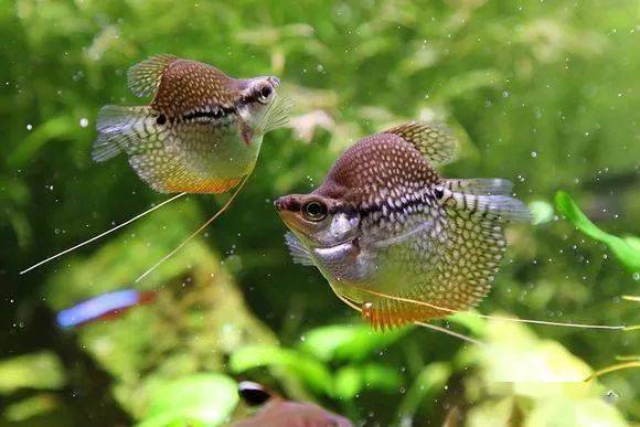 觀賞養(yǎng)魚(yú)好皮實(shí)嗎_養(yǎng)觀賞魚(yú)的人什么性格_皮實(shí)好養(yǎng)的觀賞魚(yú)