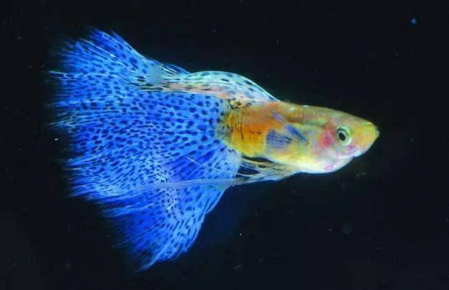 皮實(shí)好養(yǎng)的觀賞魚(yú)_養(yǎng)觀賞魚(yú)的人什么性格_觀賞養(yǎng)魚(yú)好皮實(shí)嗎