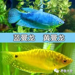 不需要加熱的觀賞魚_不需要加熱的觀賞魚_不需要加熱的觀賞魚