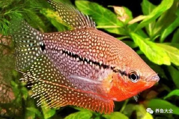 不需要加熱的觀賞魚_不需要加熱的觀賞魚_不需要加熱的觀賞魚