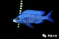 不需要加熱的觀賞魚_不需要加熱的觀賞魚_不需要加熱的觀賞魚