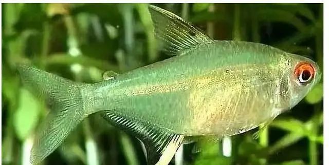 不需要加熱的觀賞魚_不需要加熱的觀賞魚_不需要加熱的觀賞魚